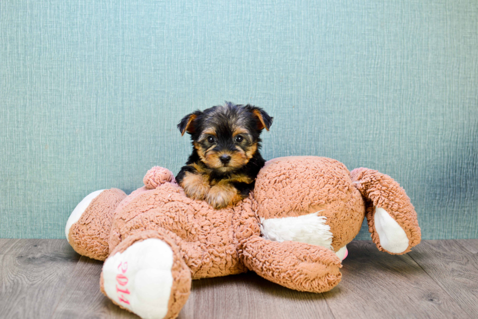 Meet Bronze - our Yorkshire Terrier Puppy Photo 