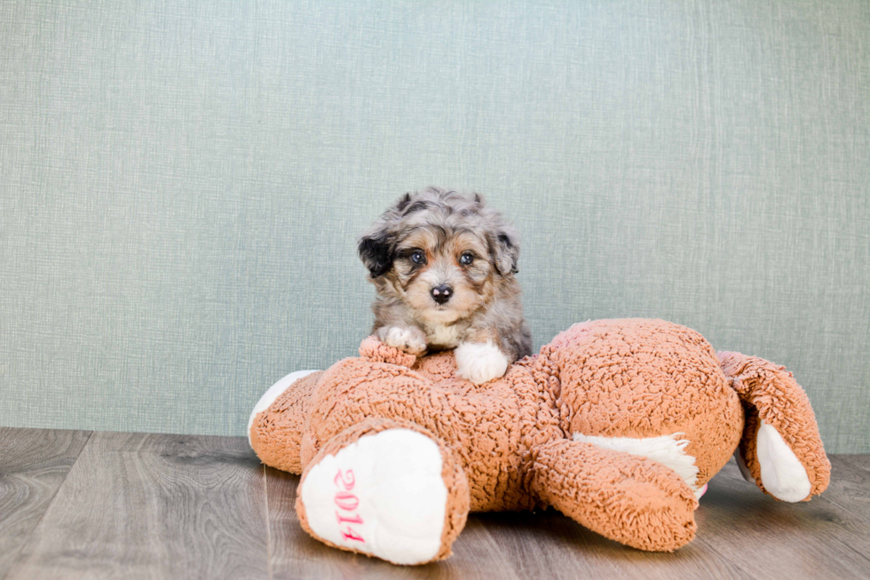 Best Mini Aussiedoodle Baby