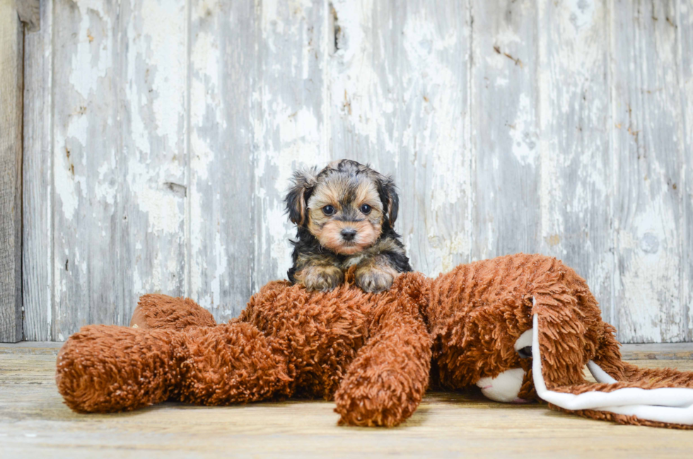 Best Yorkie Poo Baby