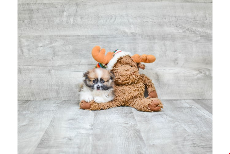 Adorable Pomeranian Purebred Puppy