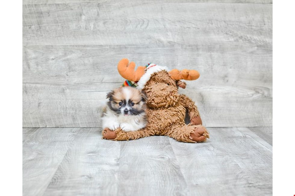 Adorable Pomeranian Purebred Puppy