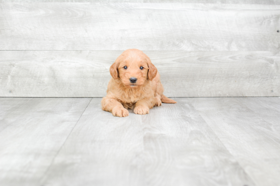 Mini Goldendoodle Pup Being Cute