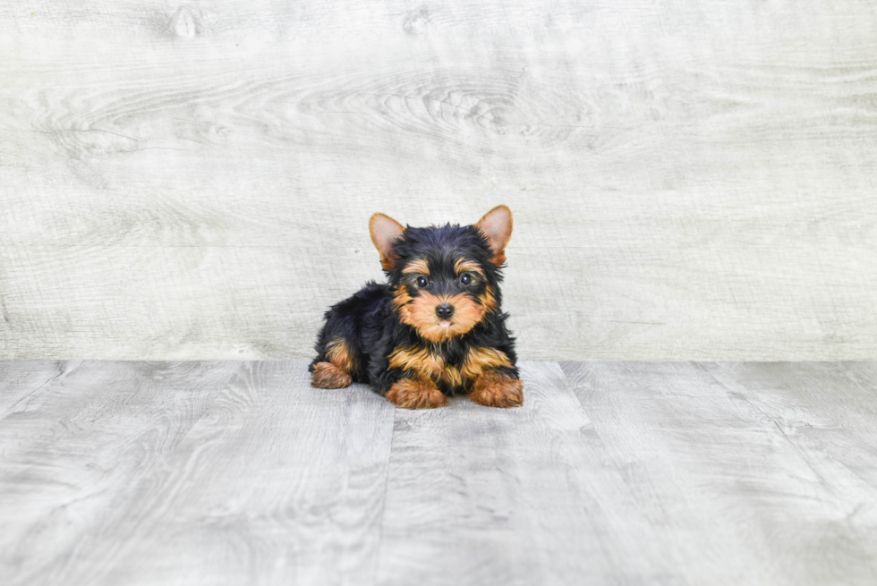 Meet Rascal - our Yorkshire Terrier Puppy Photo 