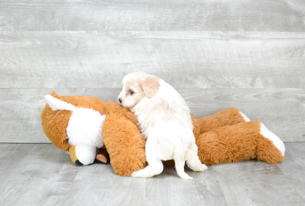 Friendly Cavachon Baby