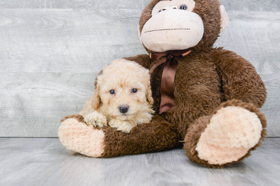 Maltipoo Pup Being Cute