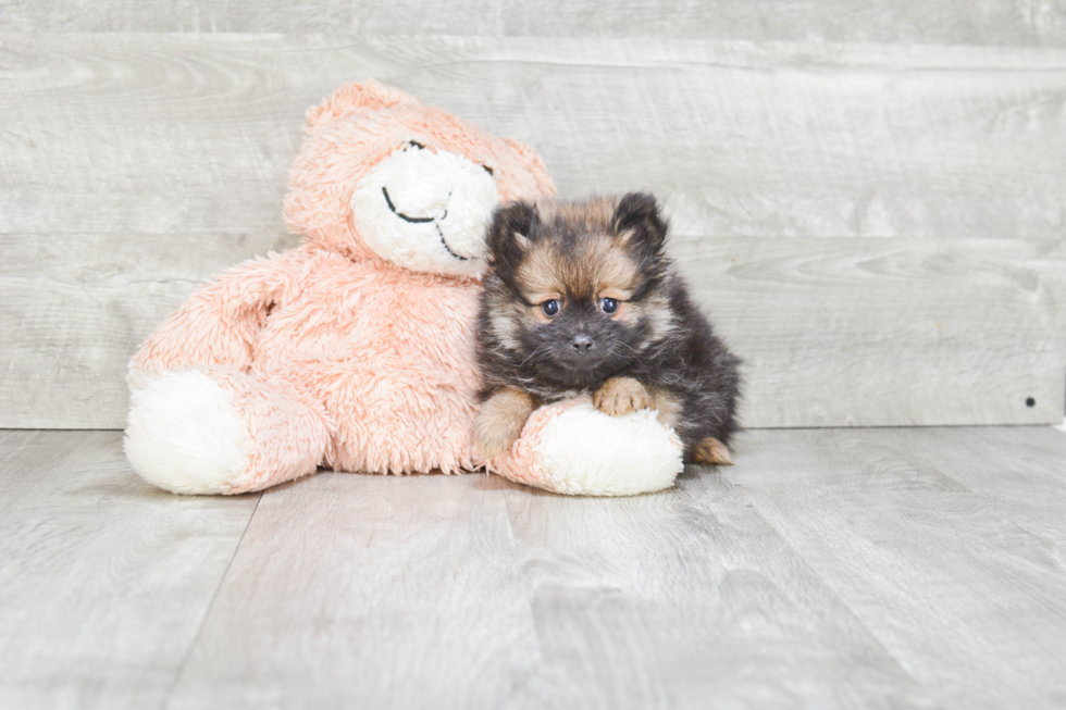 Playful Pomeranian Purebred Pup