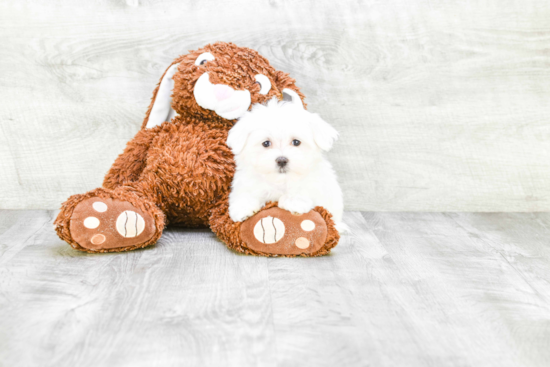 Maltese Pup Being Cute