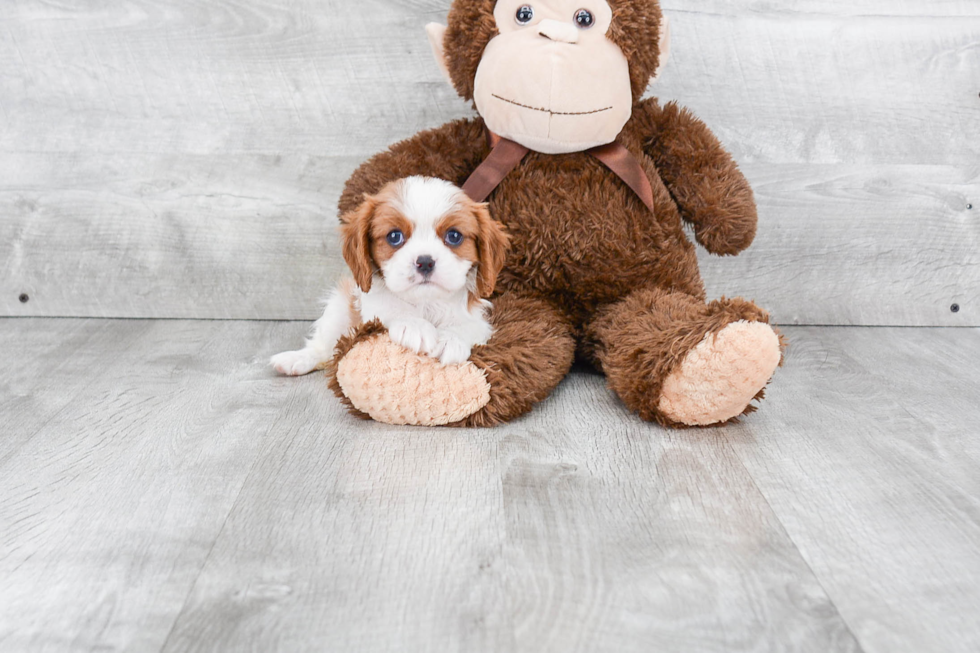 Best Cavalier King Charles Spaniel Baby