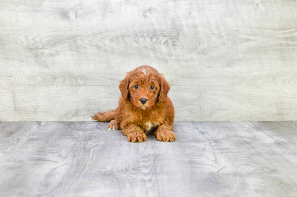 Best Mini Goldendoodle Baby