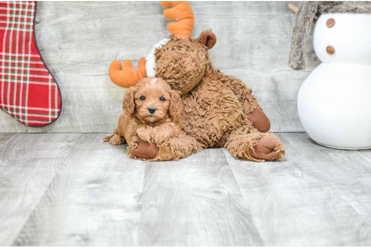 Funny Cavapoo Poodle Mix Pup