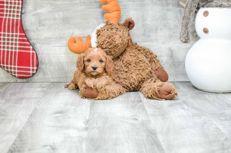 Funny Cavapoo Poodle Mix Pup