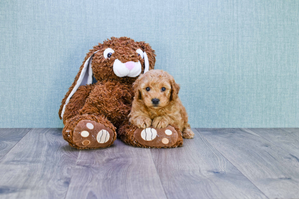 Mini Goldendoodle Pup Being Cute