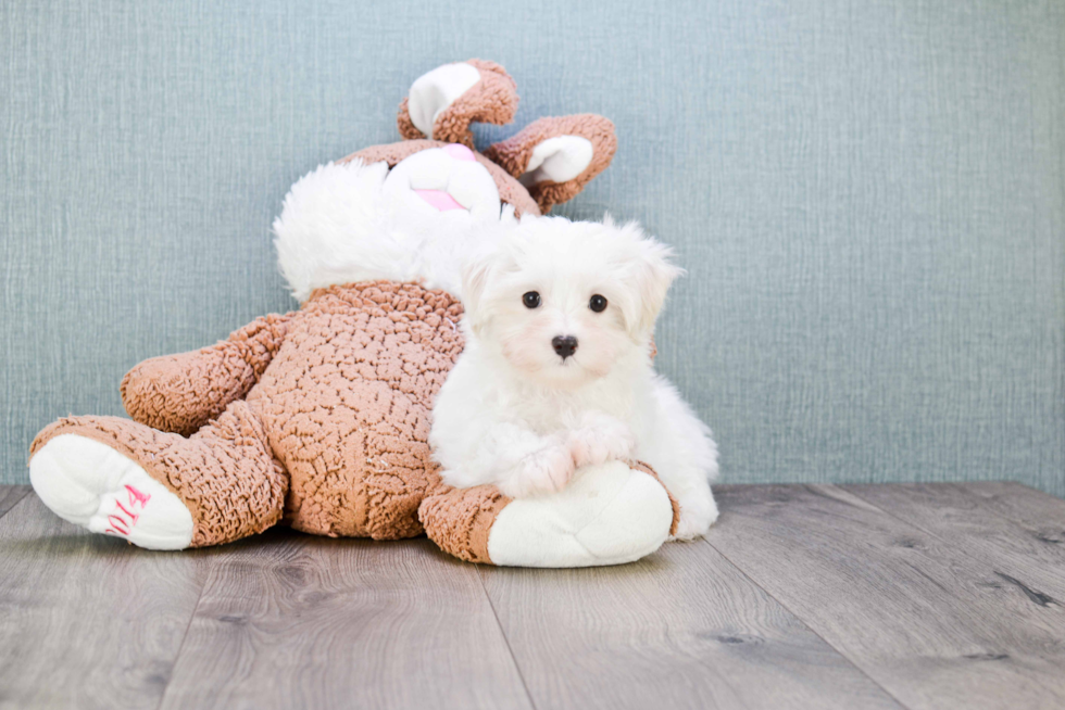 Happy Maltese Purebred Puppy