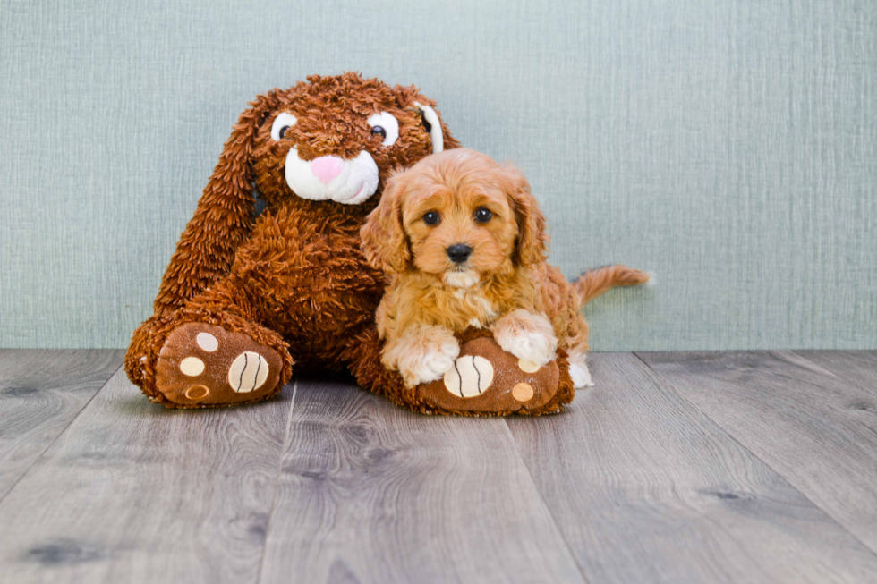 Best Cavapoo Baby