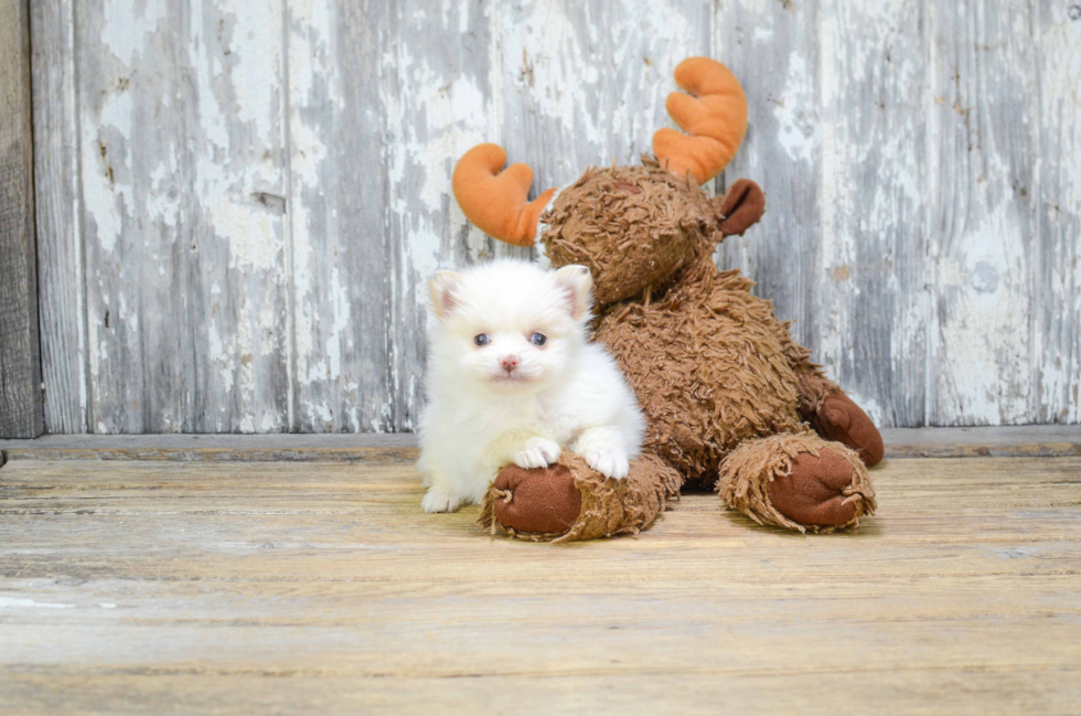 Playful Pomeranian Baby