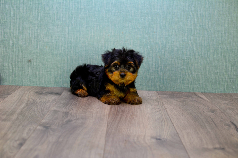 Meet Allen - our Yorkshire Terrier Puppy Photo 