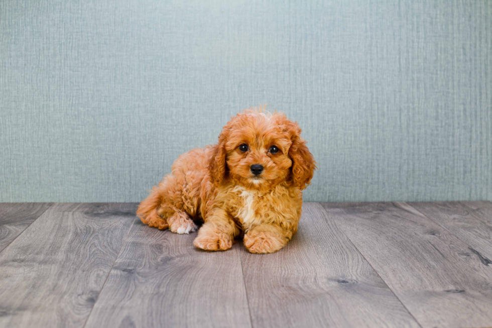 Petite Cavapoo Poodle Mix Pup