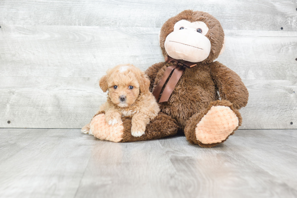 Fluffy Maltipoo Poodle Mix Pup