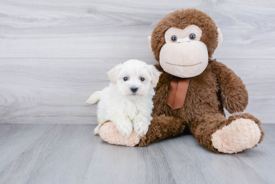 Maltipoo Pup Being Cute