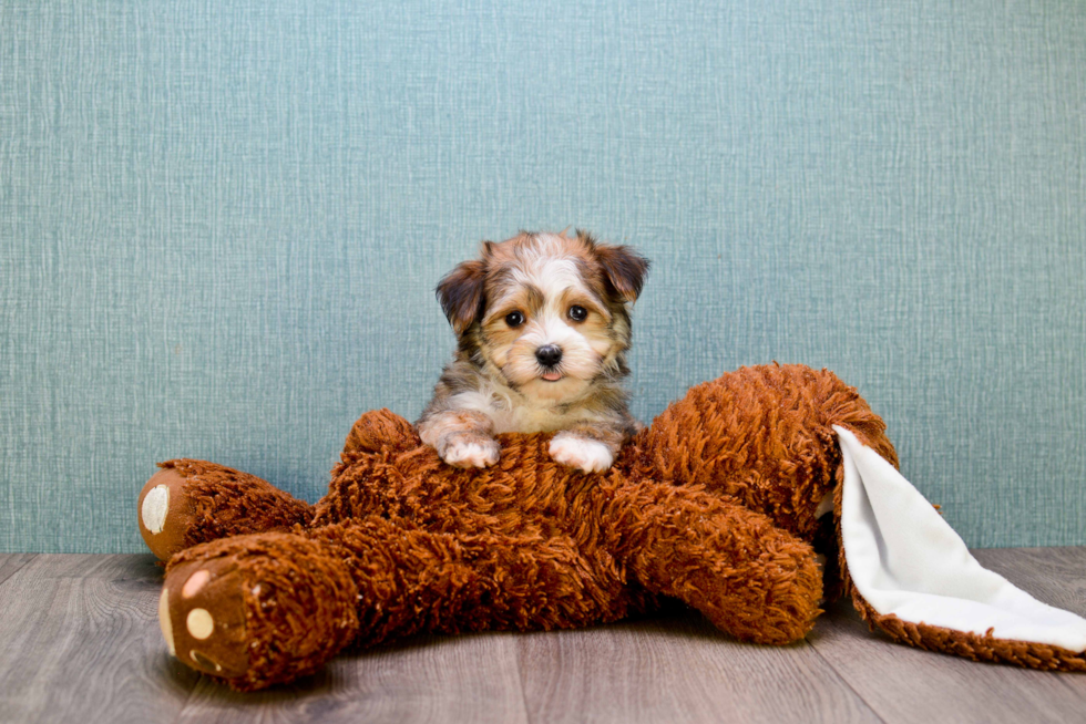 Smart Morkie Designer Pup