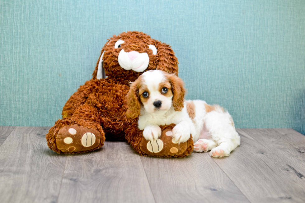 Best Cavalier King Charles Spaniel Baby