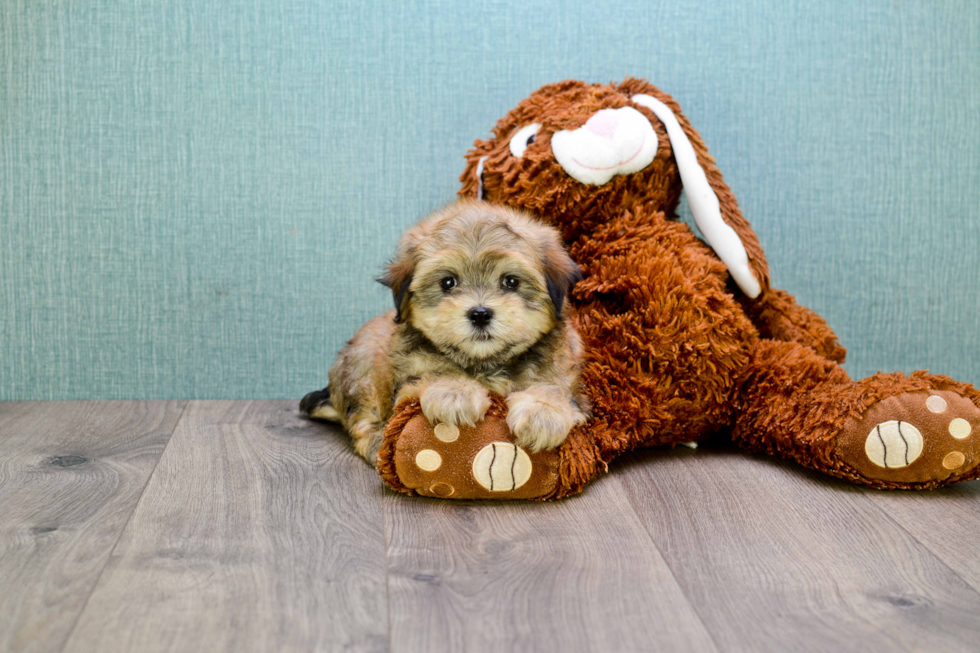 Teddy Bear Pup Being Cute