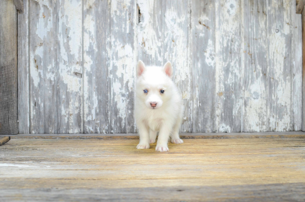 Happy Pomsky Baby