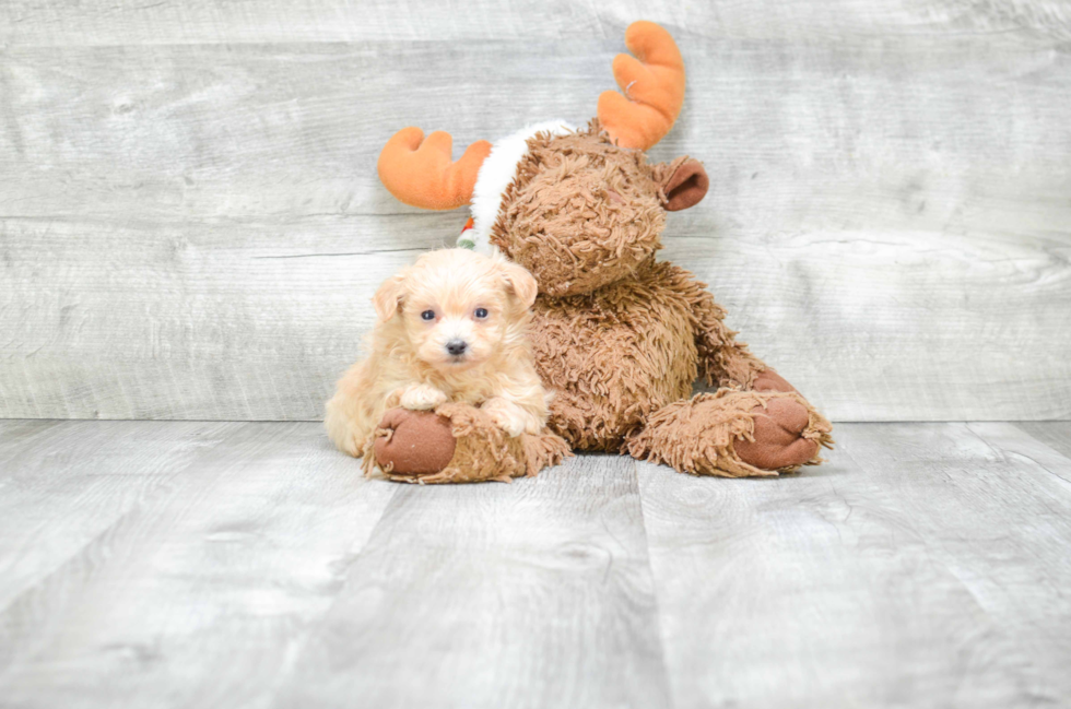 Maltipoo Puppy for Adoption