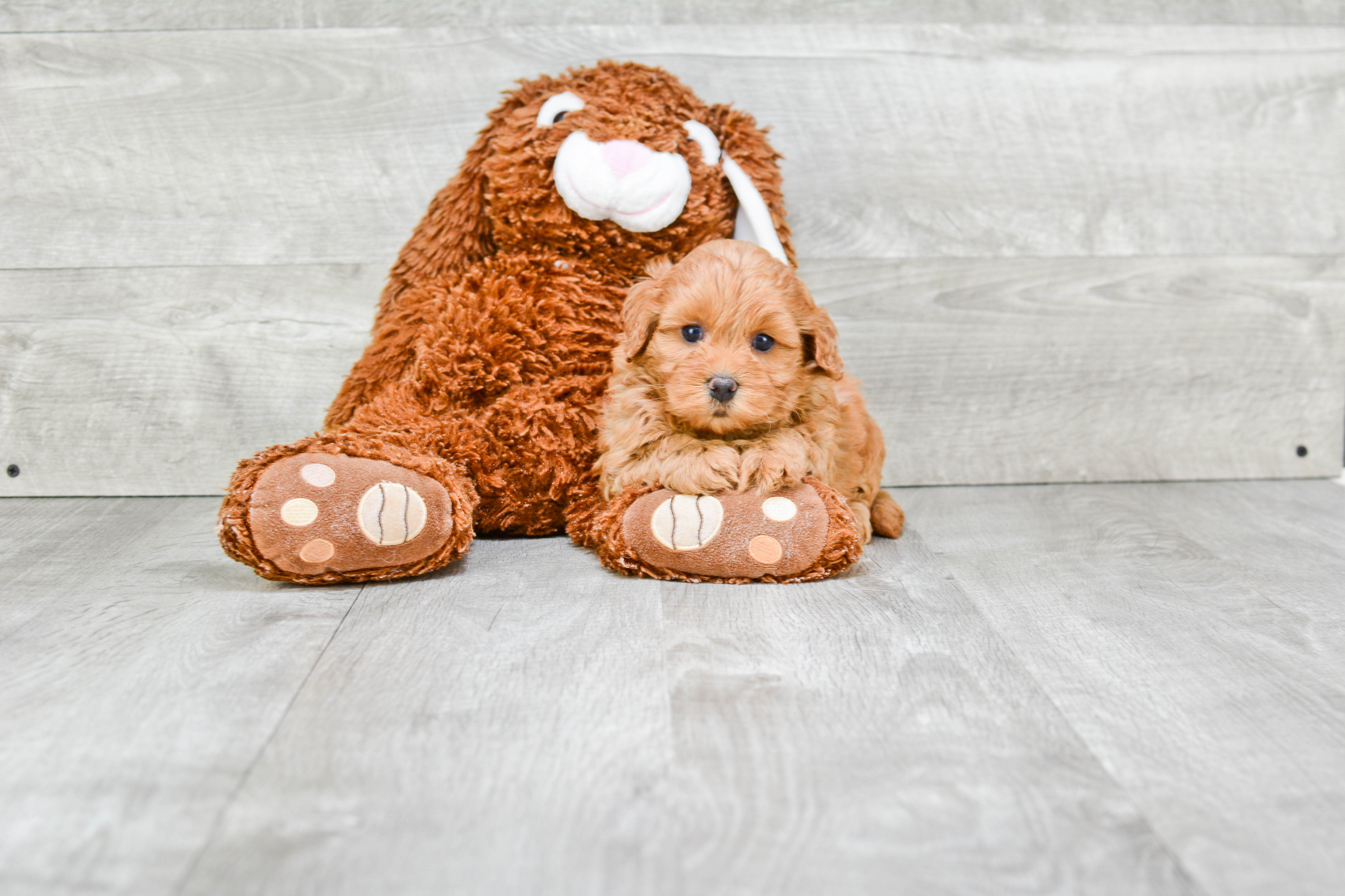 Hypoallergenic Cavoodle Poodle Mix Puppy