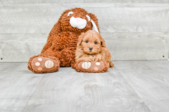 Hypoallergenic Cavoodle Poodle Mix Puppy