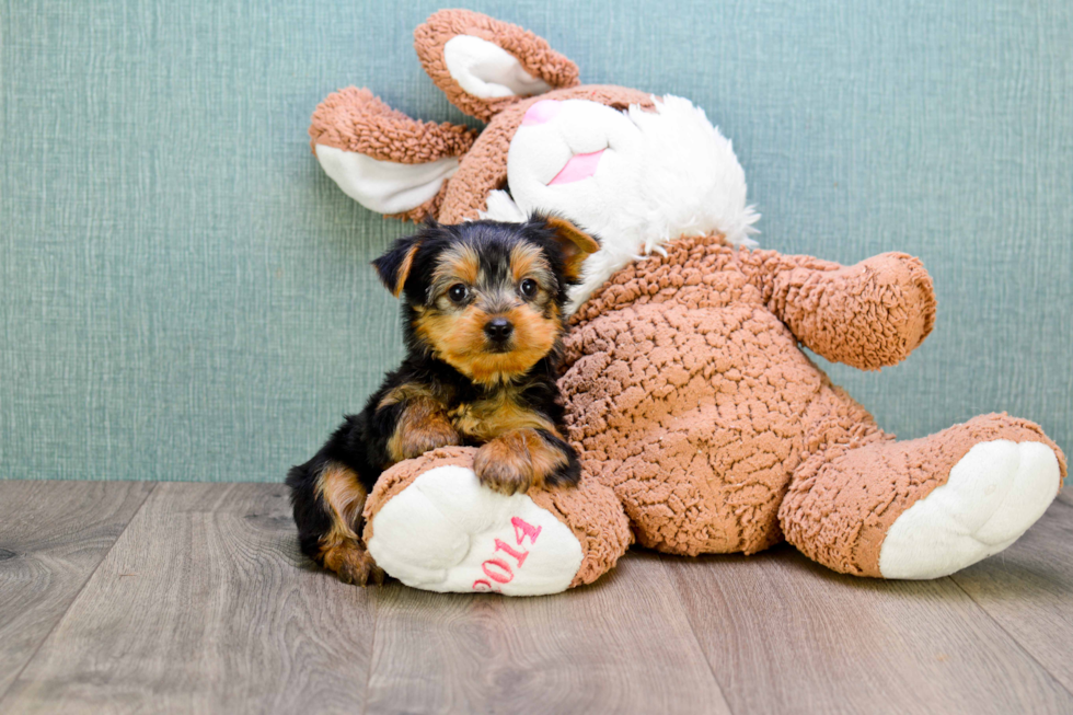 Meet Joey - our Yorkshire Terrier Puppy Photo 