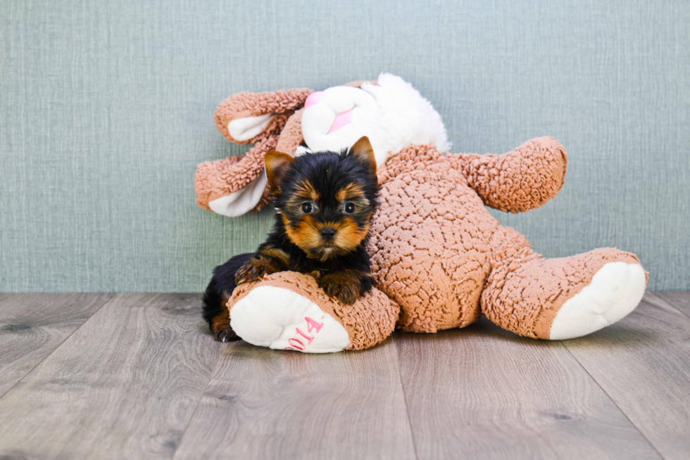 Meet Ronaldo - our Yorkshire Terrier Puppy Photo 