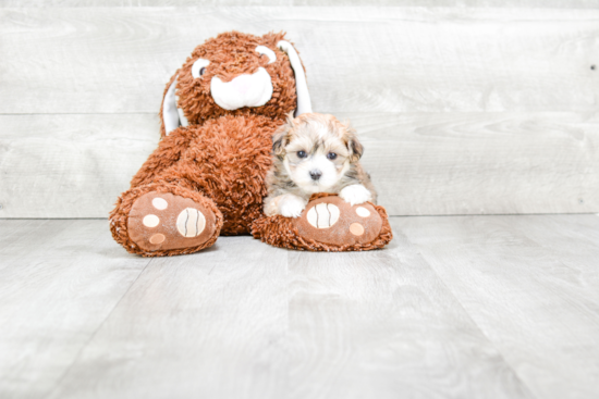 Cute Maltipoo Baby