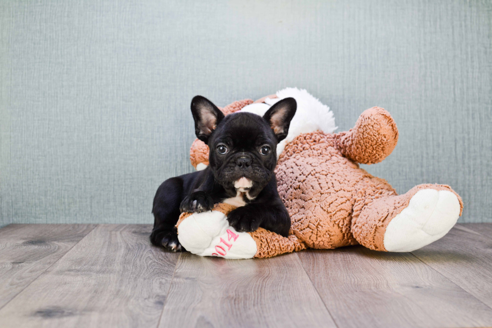 French Bulldog Pup Being Cute