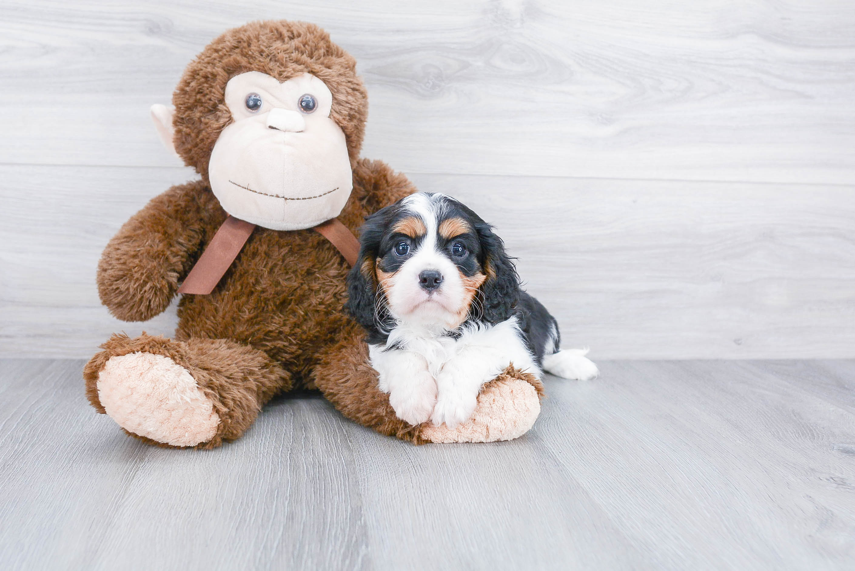 Cavalier King Charles Spaniel Pup Being Cute