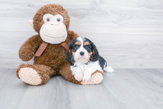 Cavalier King Charles Spaniel Pup Being Cute