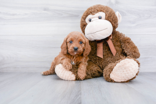 Energetic Cavoodle Poodle Mix Puppy