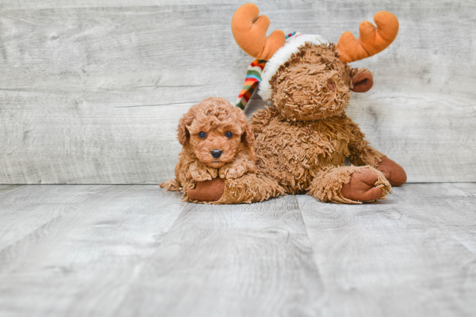 Petite Cavapoo Poodle Mix Pup