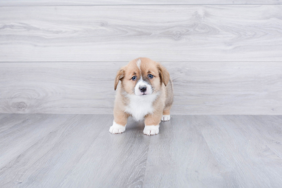 Happy Corgi Purebred Puppy