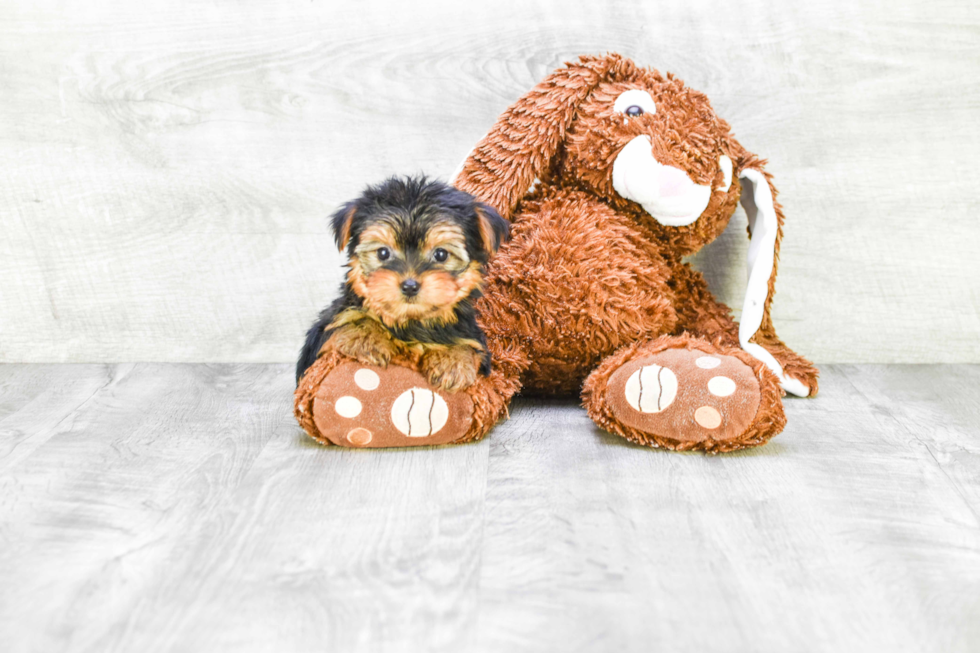 Meet Goldie - our Yorkshire Terrier Puppy Photo 