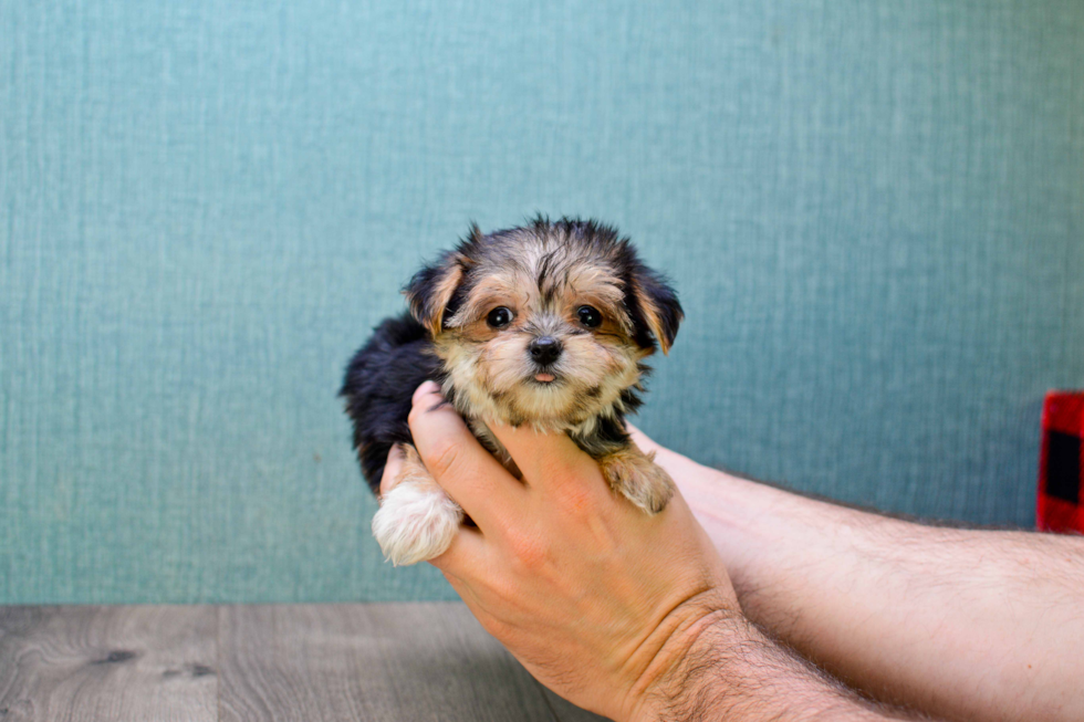 Energetic Yorkie Designer Puppy