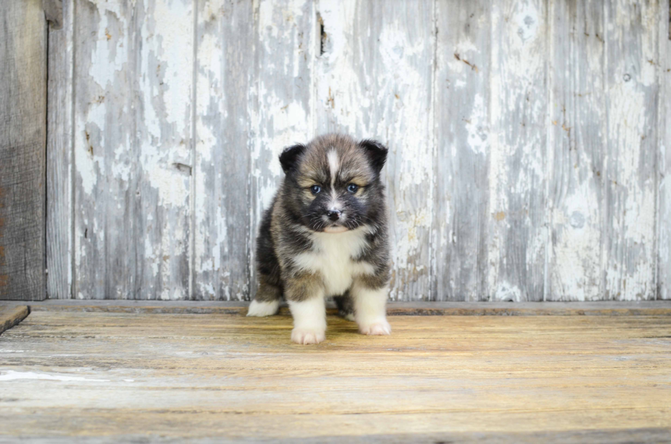 Energetic Mini Husky Designer Puppy