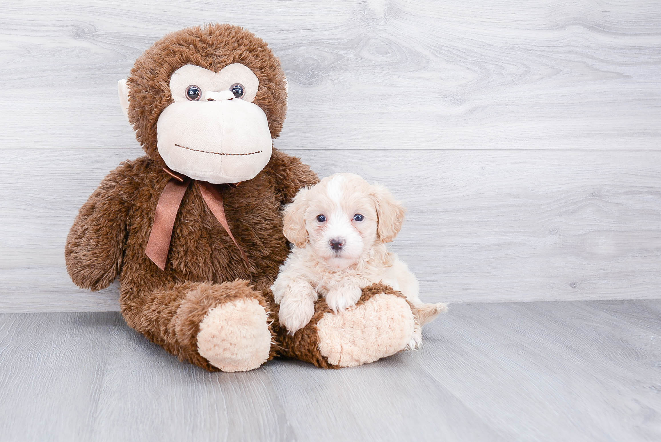 Maltipoo Pup Being Cute