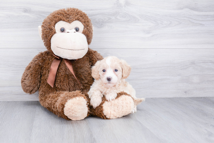 Maltipoo Pup Being Cute