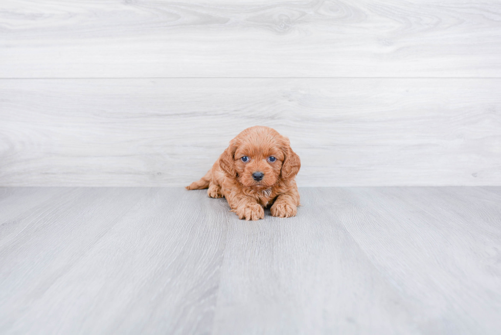 Cavapoo Puppy for Adoption