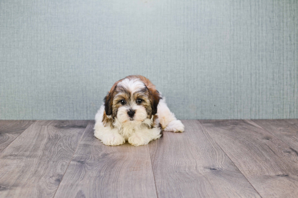 Teddy Bear Pup Being Cute