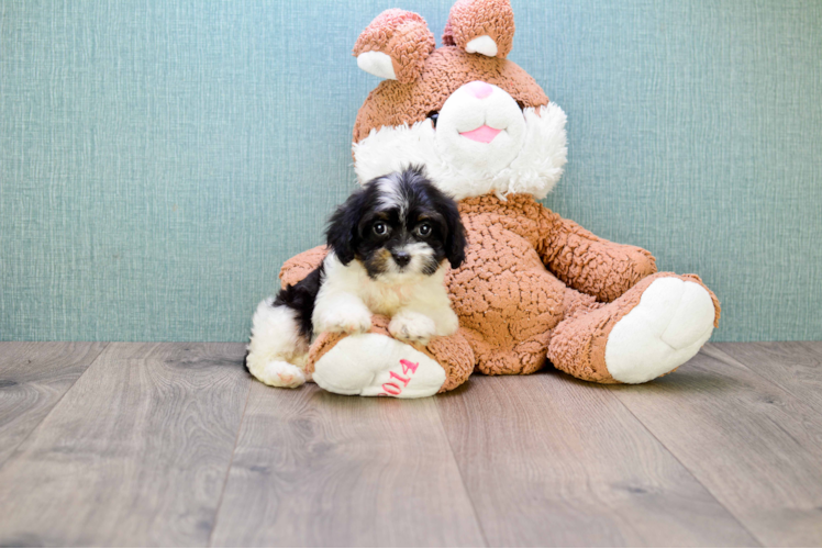 Funny Cavapoo Poodle Mix Pup