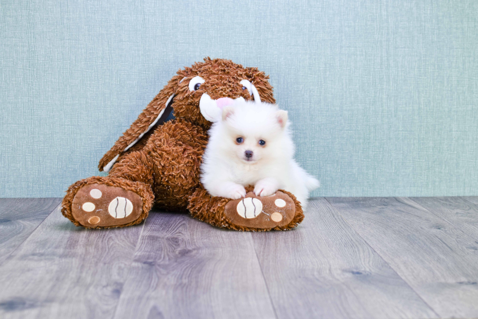 Pomeranian Pup Being Cute