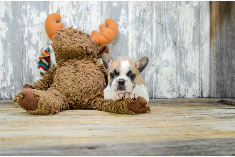 Akc Registered French Bulldog Purebred Pup