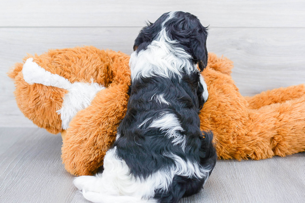 Small Cavalier King Charles Spaniel Baby